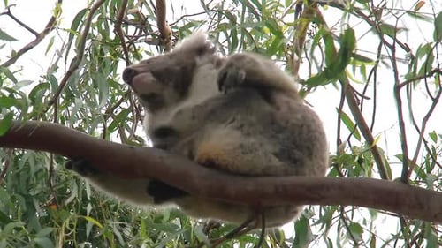 Koala with itchy fur in a tree