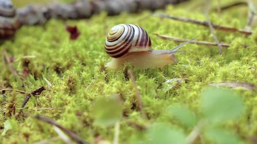 Schnecke kriecht langsam auf grünem Moos entlang