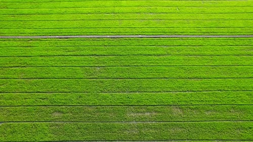 4K Luftaufnahme der Landwirtschaft in Reisfeldern für den Anbau