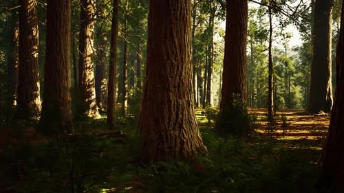 Giant Sequoias in the Giant Forest Grove in the Sequoia National Park