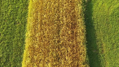 Wheat field in summer