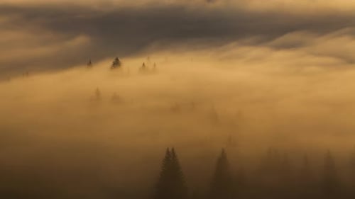 Golden Fog Envelops a Forested Landscape at Sunrise