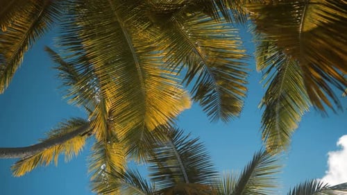 Palm Trees at Tropical Coast