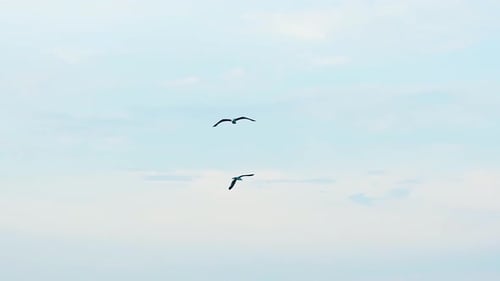 Two Seagulls Flying in the Cloudy Blue Sky
