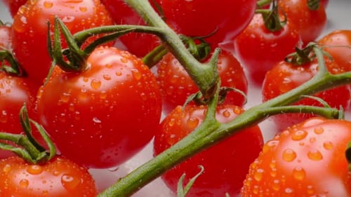 Fresh Cherry Tomatoes on the Vine with Water Droplets