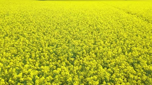 Rapeseed Field 07