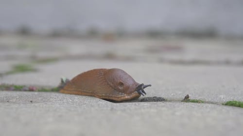 Brown Slug
