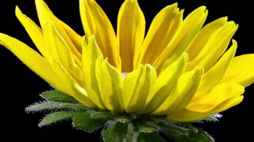 Time-Lapse Footage of Beautiful Yellow Flower Blooming