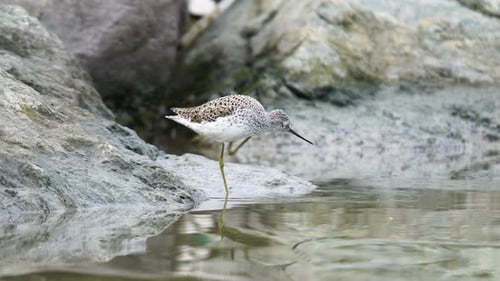 Common Greenshank