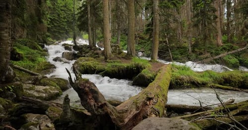 Rio de montanha na floresta em câmera lenta