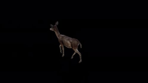 Black Deer Doe Walk Blick vom oberen Winkel nach hinten