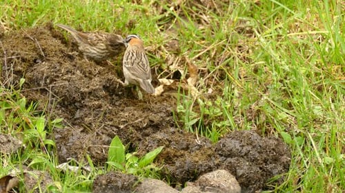 Rufous-Collared Sparrows Foraging in Rural Field