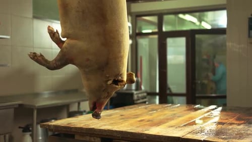 Pig Carcass Hanging in Butcher Shop