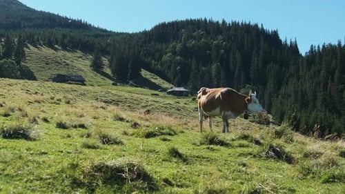Brown Cow Grazes on a Green Mountain Meadow in the Highlands. Slow Motion