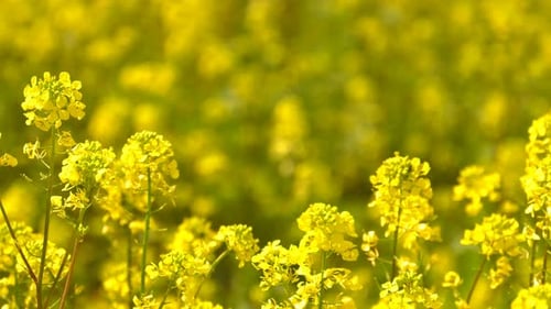 Yellow Plant Leaves In Windy Day