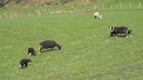 Black suffolk sheep and white norwegian sheep and lamb on a filed on a sunny day_slomo
