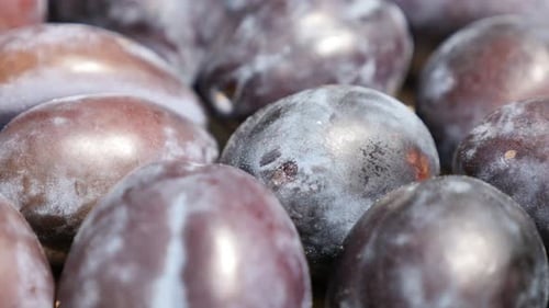 Pile of organic plum fruit from genus Prunus 4K footage