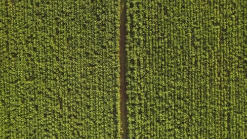 und Plantagenantenne. Luftaufnahme eines landwirtschaftlichen Feldes von oben. Blick auf die Zuckerrohrfelder vom Himmel.