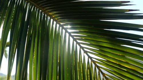 Sun Rays Pass Through the Branches of Palm Trees Moving By Tropical Breeze