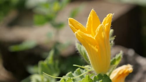 Shallow DOF Cucurbita pepo yellow flower 4K 2160p 30fps UltraHD footage - Pumpkin squash plant in t