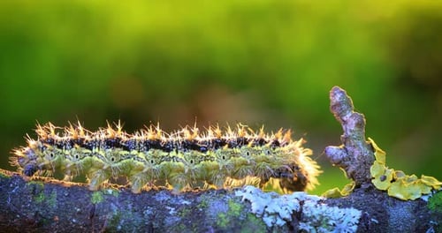 Caterpillar Crawling Across Branch in Bright Sunlight