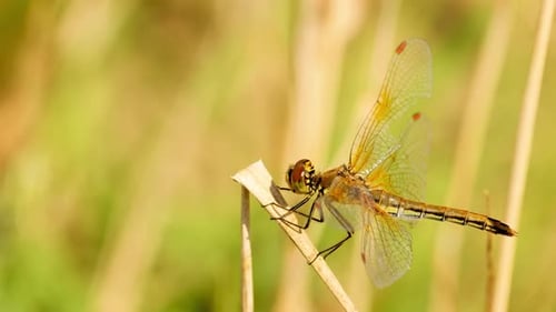 The dragonfly flew in and sat on the plant. The insect chews and shakes its head. Shooting close-up.