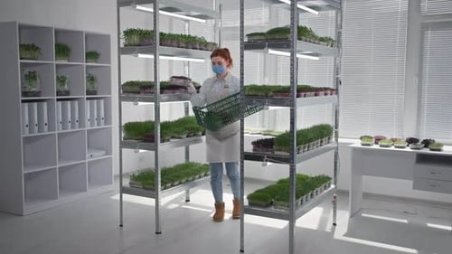 Small Business on Pandemic Charming Female Farmer in Medical Mask and Gloves Collects Micro Green