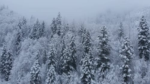 Aerial shot: spruce and pine winter forest completely covered by snow.