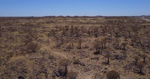 Köcherbäume von Namibia