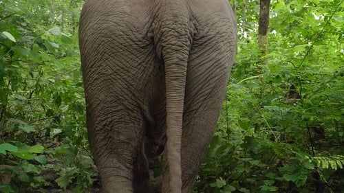 Elefante caminando