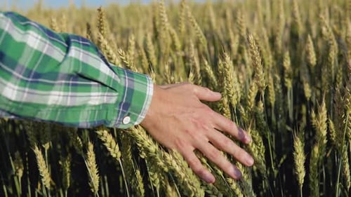 The Hand of a Young Man Strokes the Tops of Wheat Ears in a Field