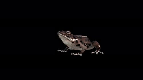 4K Brown Frog Idle