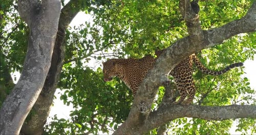 Leopard, Panthera Pardus, Erwachsener stehend im Baum, Masai Mara Park in Kenia, Echtzeit 4K