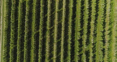 Apple Orchard in August Aerial Shoot