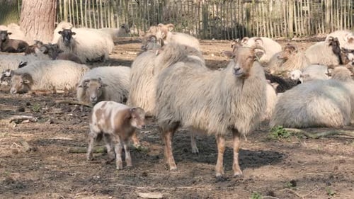 Moutons et agneaux au printemps, nouvelle vie
