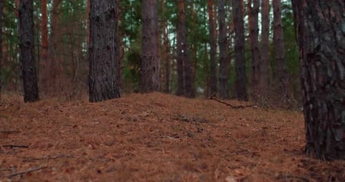 Beautiful Green Forest Yellow Fallen Spruce Needles