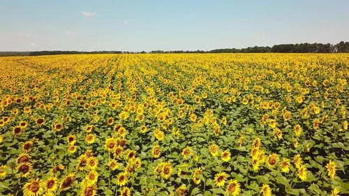 Gelbe Sonnenblumen