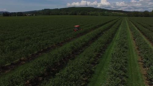 Aerial view of tractor mowing and spraying blueberry field