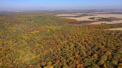 Fondo otoñal dorado. Vista aérea de árboles de colores en otoño