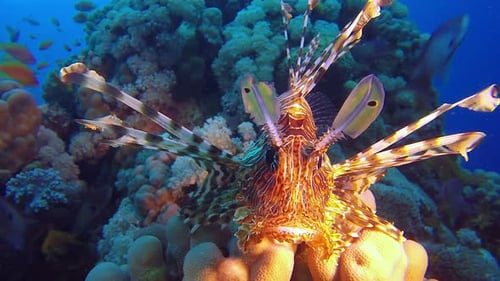 Lion-Fish Nahaufnahme