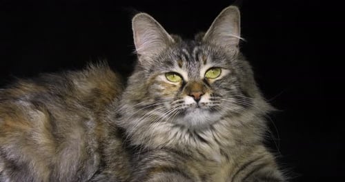 Tortie Maine Coon Hauskatze, Weibchen vor schwarzem Hintergrund liegend, Normandie in Frankreich