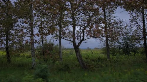 Passing trees by car