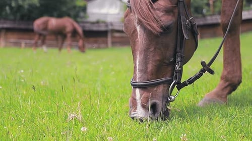 Brown Horse Eating Green Grass Close Up. Muzzle of a Horse That Chews and Eats Green Grass on a