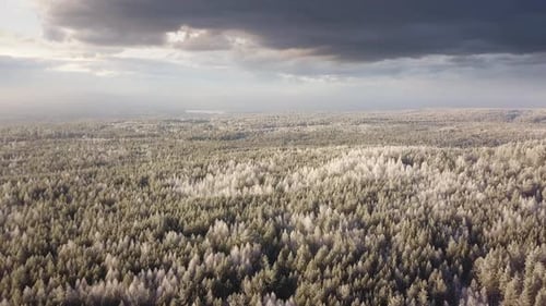 Winter Forest