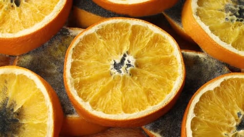 Zerfalls-Orangenscheibe verrottet, Schimmel und Bakterienfrüchte werden schnell klein und faltig, Zeitraffer