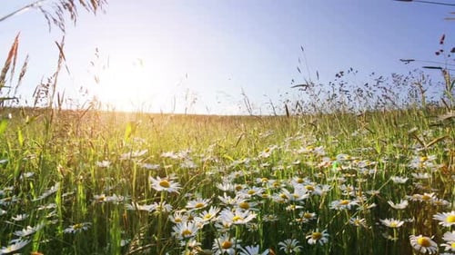 champ de prairie de marguerites sur fond de ciel bleu et coucher de soleil avec vent