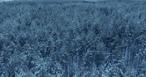 Quadcopter Flies Over the Winter Pine Forest the Trees are in the Snow