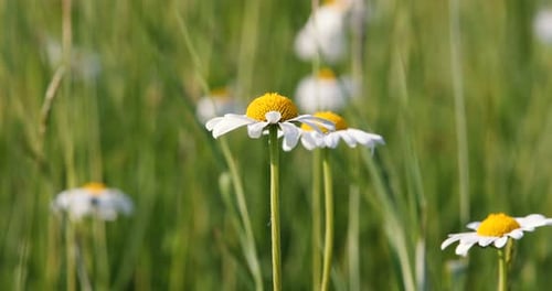 spring daisy marguerite flower field