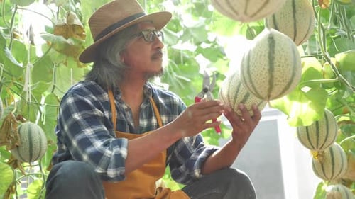 Le jardinier récolte des melons dans une serre