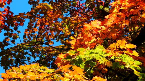 Herbstliche Blätter